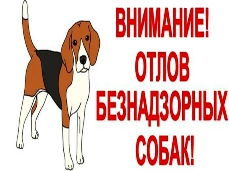 Отлов безнадзорных животных на территории Калачинского района.